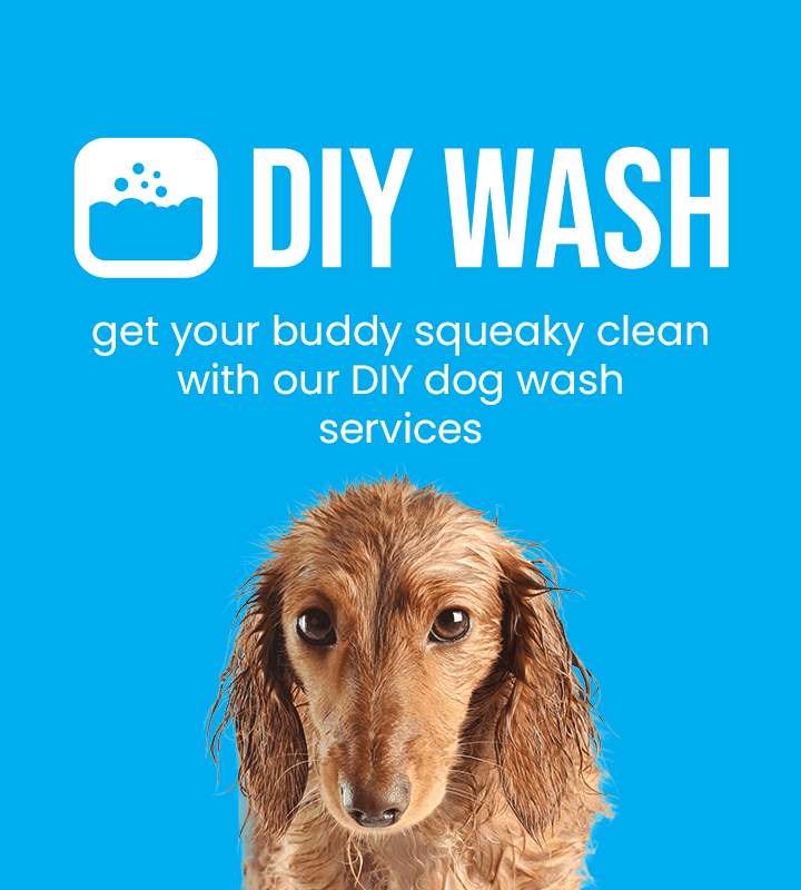 DIY Wash - get your buddy squeaky clean with our DIY dog wash services